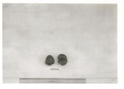 Click for 1 image(s) for this accession. FRUIT